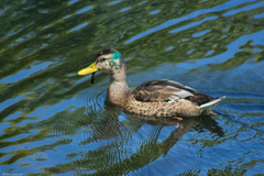 Anas platyrhynchos