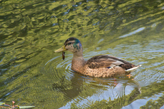 Anas platyrhynchos