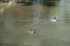 Aythya fuligula