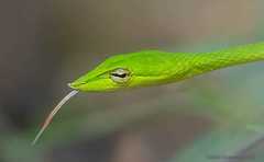 Ahaetulla farnsworthi