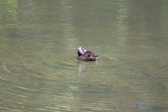 Aythya fuligula