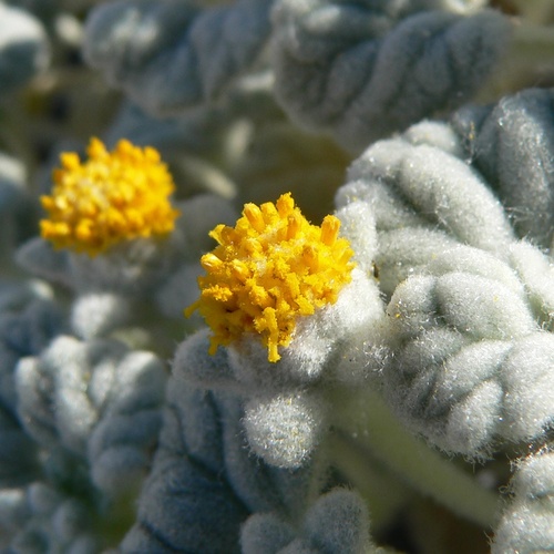 Psathyrotes ramosissima, photograph 1