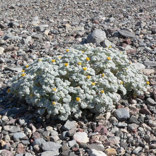 Psathyrotes ramosissima, photograph 2