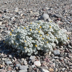 Psathyrotes ramosissima, photograph (c) Stan Shebs, some rights reserved (CC BY-SA)