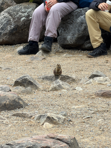 Common Golden-mantled Ground Squirrel observed by ecoem22