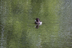 Aythya fuligula