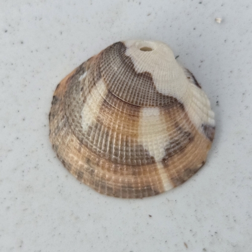 Leukoma grata observed 2026-06-02