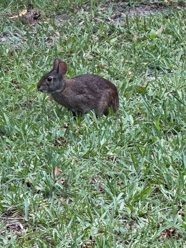 Marsh Rabbit observed by noahsgrammy