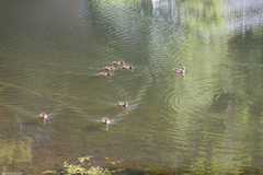 Anas platyrhynchos