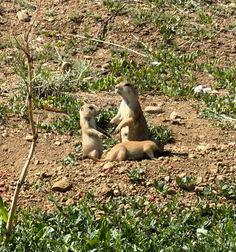 Black-tailed Prairie Dog observed by realpdf
