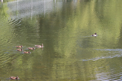 Anas platyrhynchos