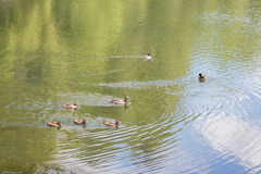 Anas platyrhynchos