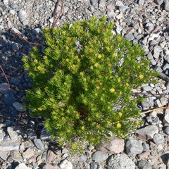 Peucephyllum schottii, photograph (c) Stan Shebs, some rights reserved (CC BY-SA)