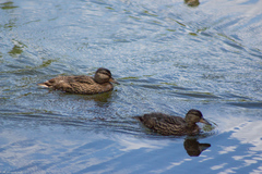 Anas platyrhynchos