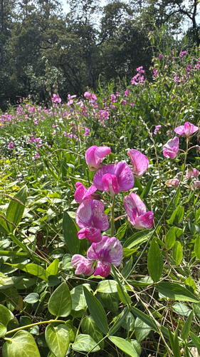 broad-leaved sweet pea