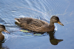 Anas platyrhynchos