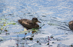 Anas platyrhynchos