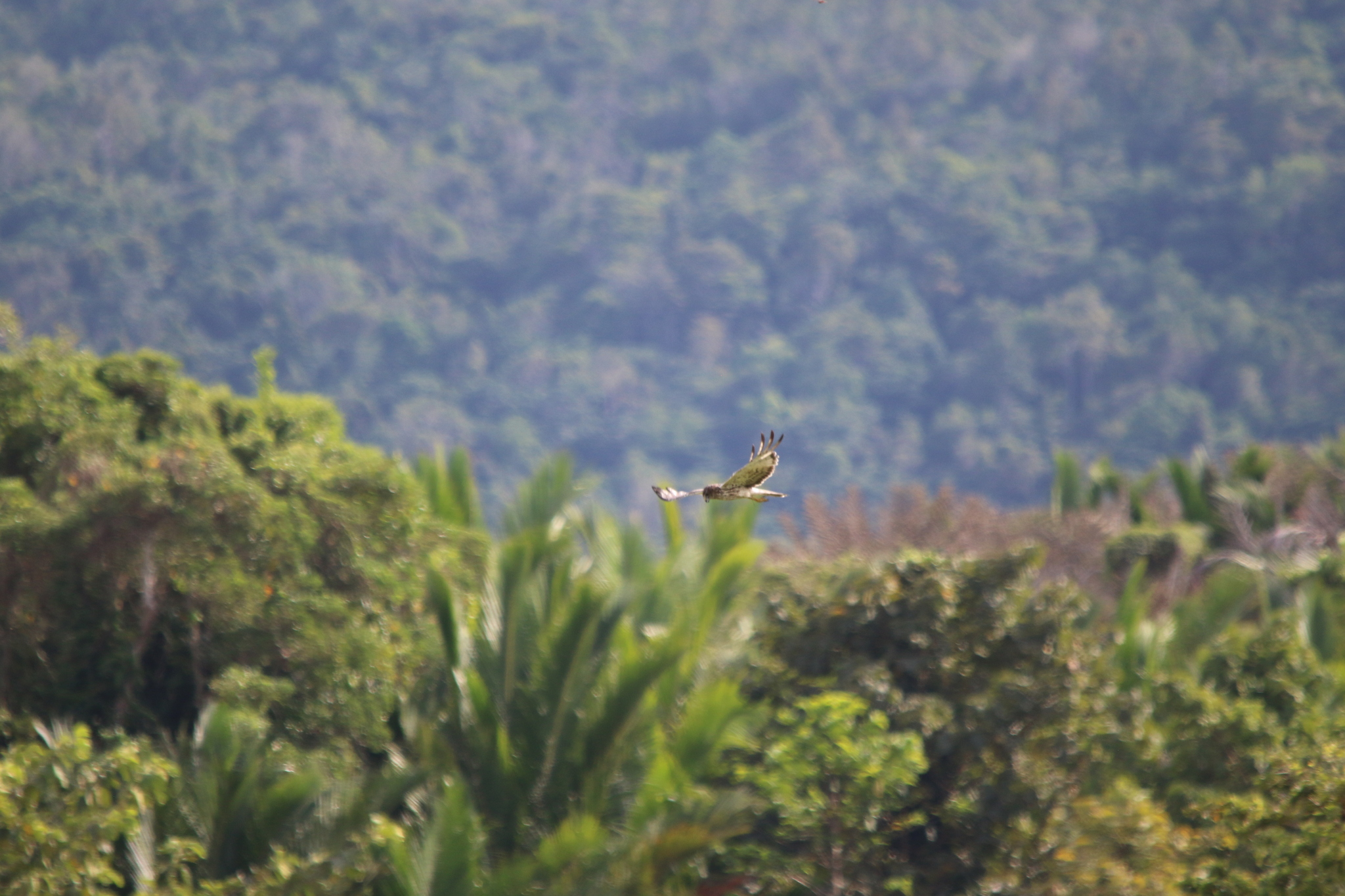 Papuan Harrier (Circus spilothorax), photo 10