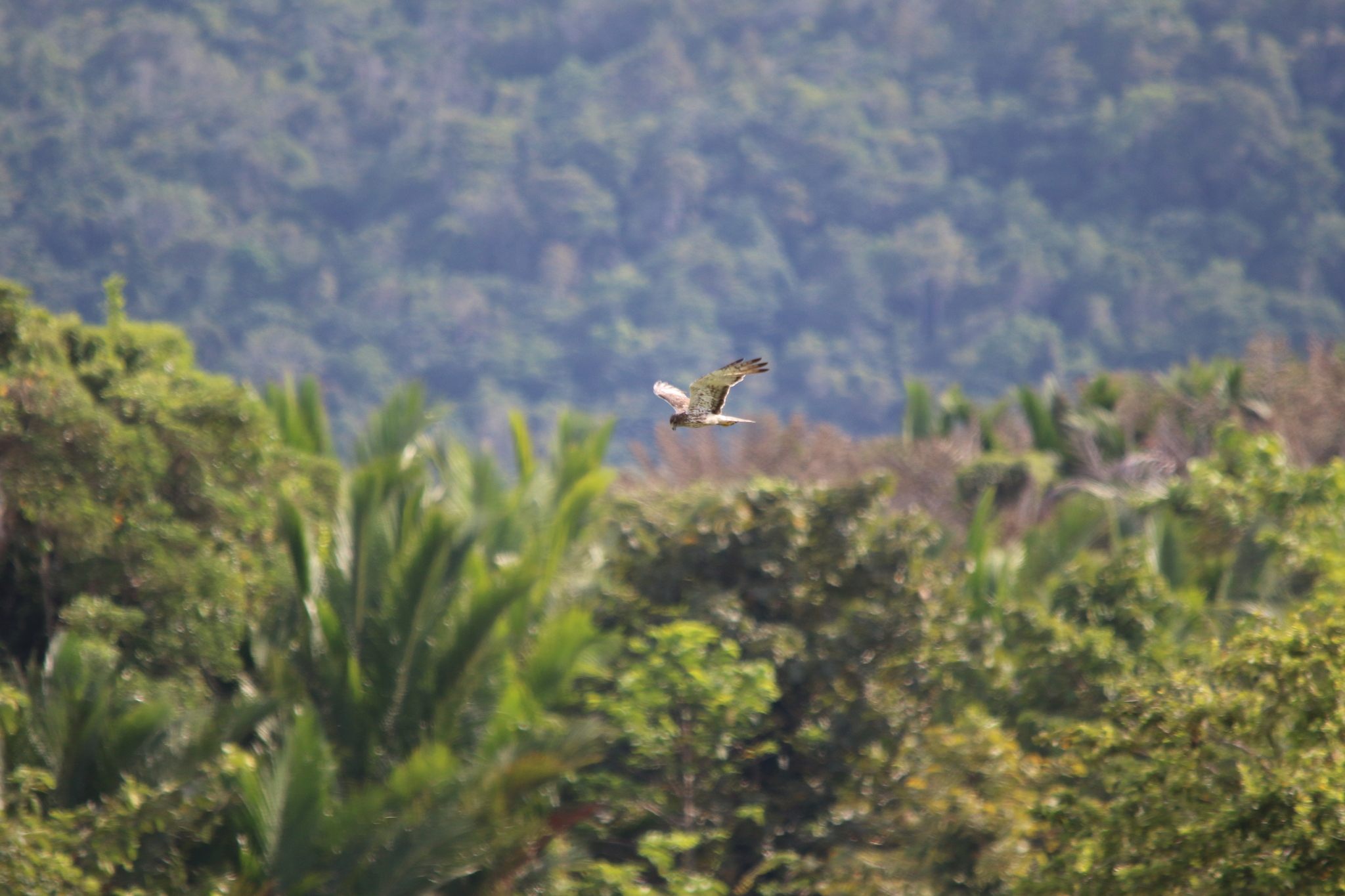 Papuan Harrier (Circus spilothorax), photo 9