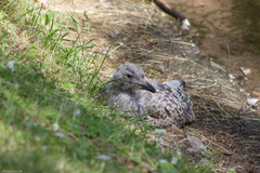 Larus argentatus