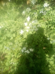 Anthriscus sylvestris