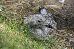 Larus argentatus