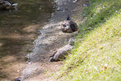 Larus argentatus