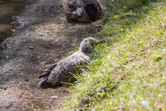 Larus argentatus