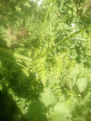 Anthriscus sylvestris