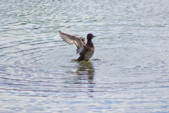 Aythya fuligula