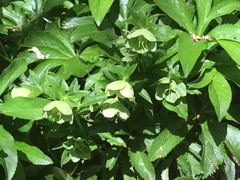 Helleborus viridis