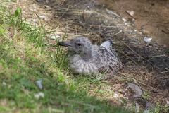 Larus argentatus