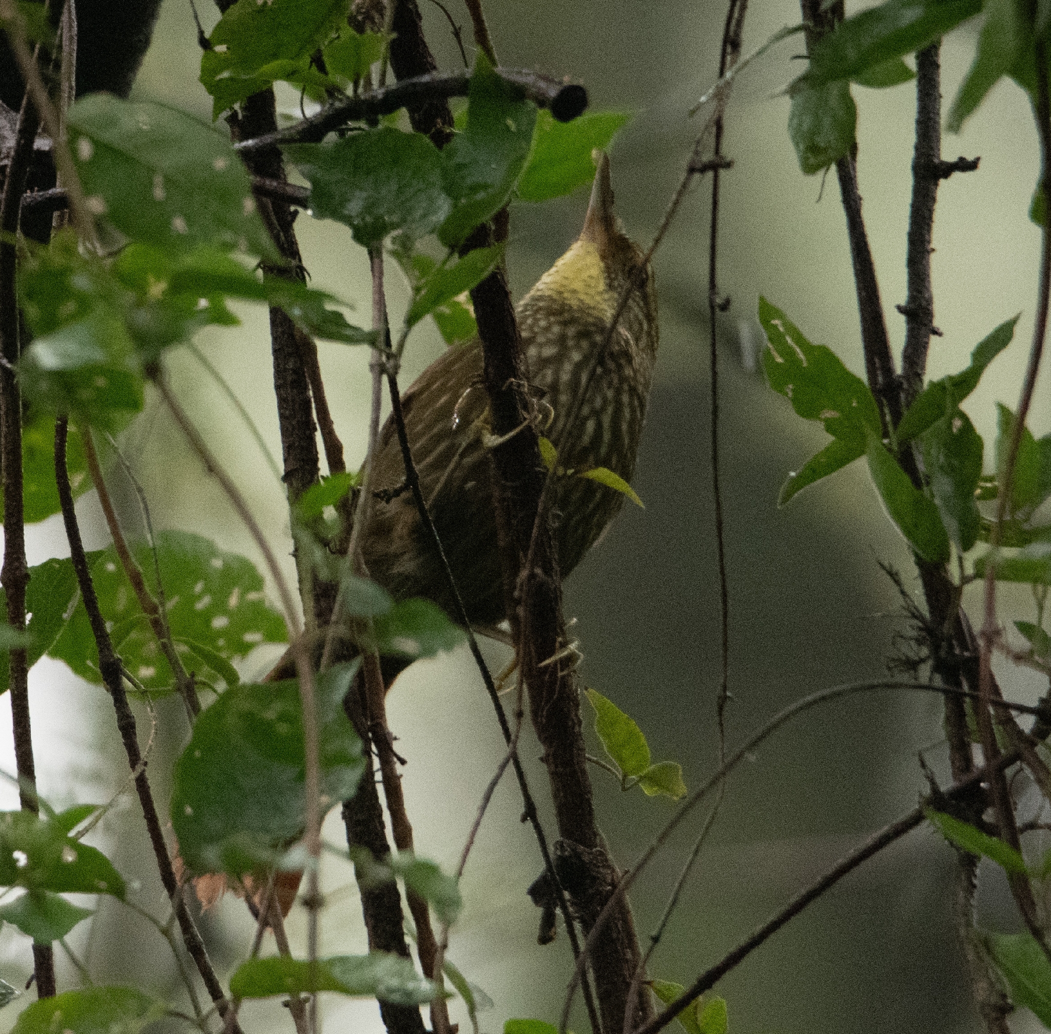 Buff-browed Foliage-gleaner (Syndactyla rufosuperciliata), photo 10