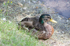 Anas platyrhynchos