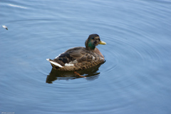 Anas platyrhynchos