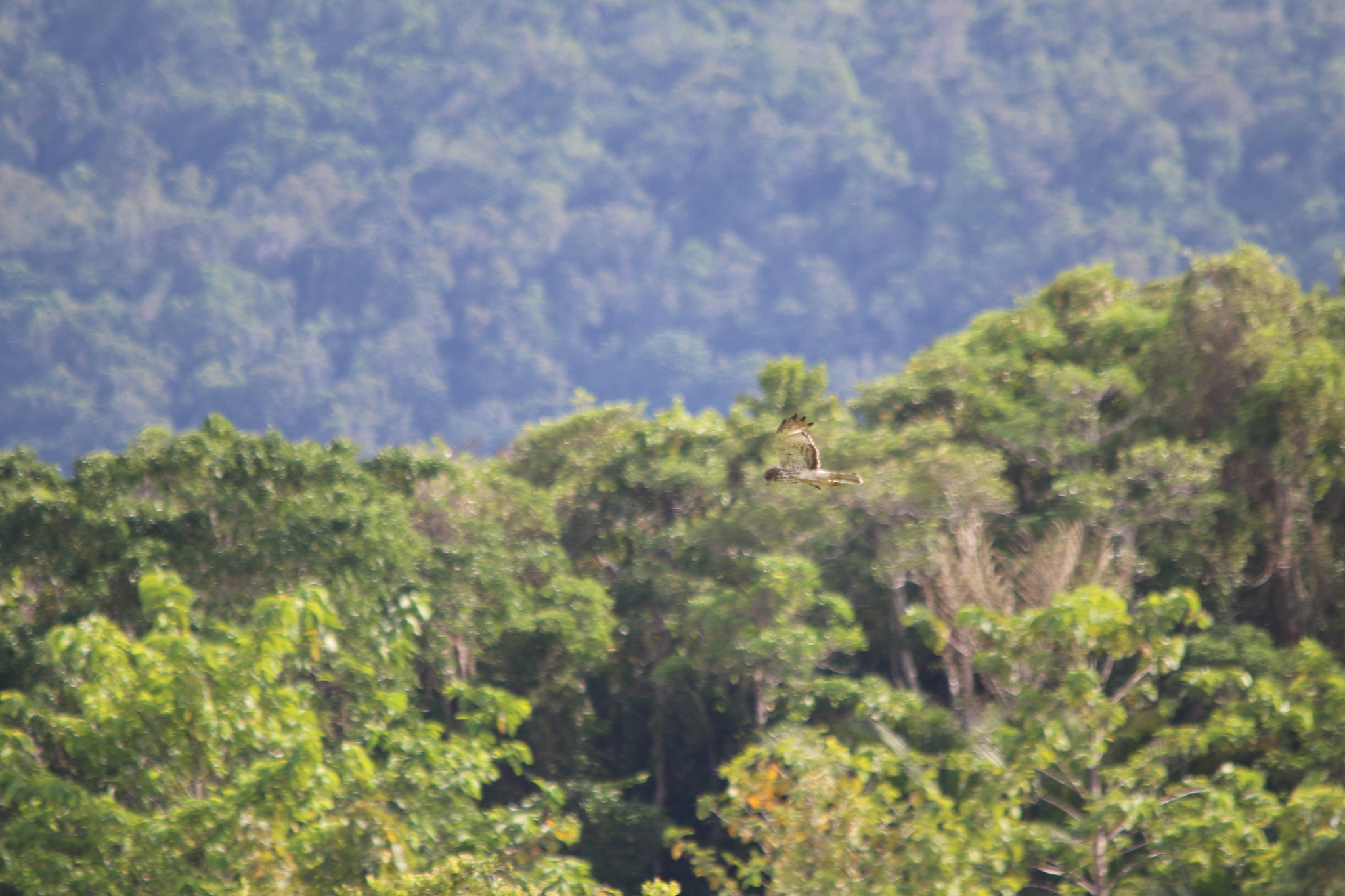 Papuan Harrier (Circus spilothorax), photo 8
