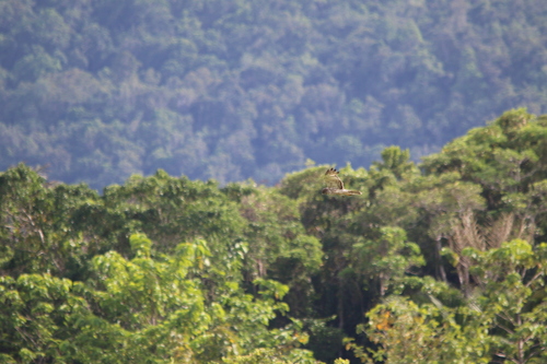 Papuan Harrier (Circus spilothorax), photo 9