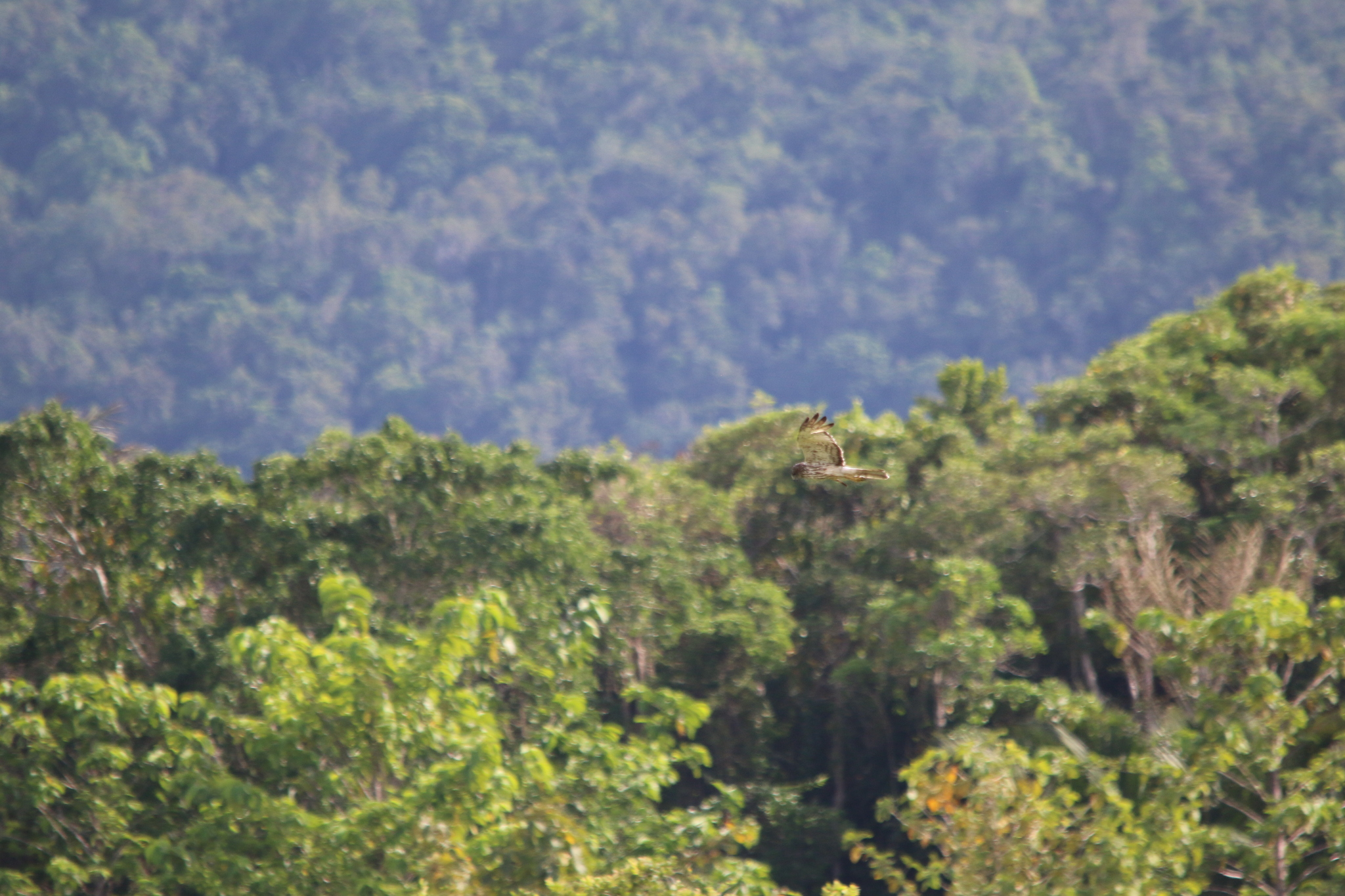 Papuan Harrier (Circus spilothorax), photo 6