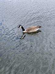 Branta canadensis