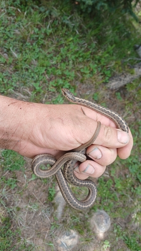 Western Terrestrial Garter Snake observed by rangermavrat