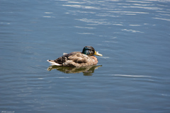 Anas platyrhynchos