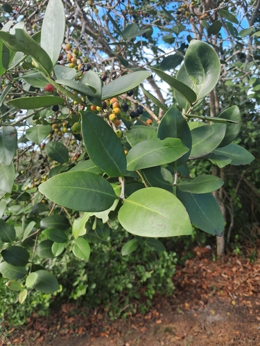 Eugenia astringens, photograph 2