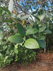 Eugenia astringens, photograph (c) Henrique Bitencourt, some rights reserved (CC BY-SA)