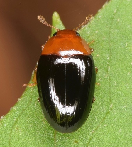 Two-spotted Pleasing Fungus Beetle