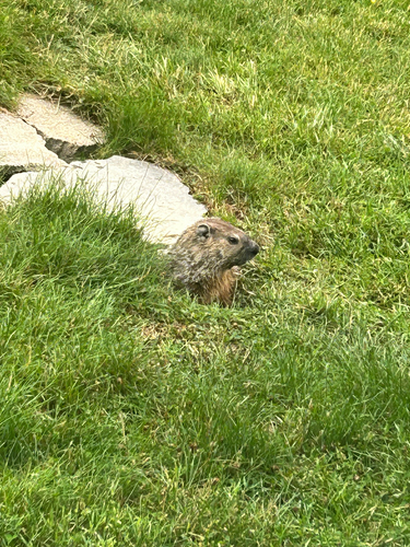 Groundhog observed by isabelle_o