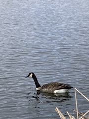 Branta canadensis