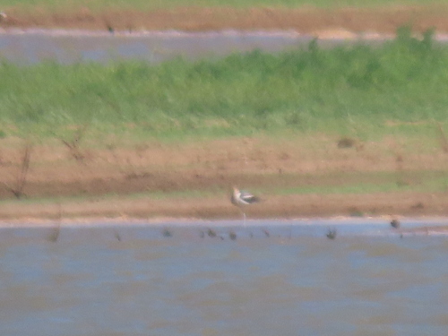 American Avocet