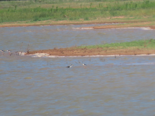Black-necked Stilt