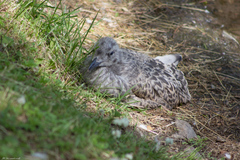 Larus argentatus