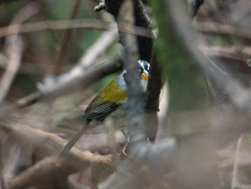 Moss-backed Sparrow (Arremon dorbignii), photo 5